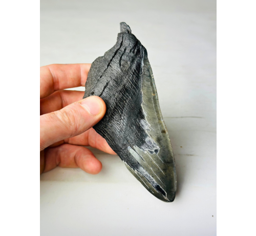 Dent de Megalodon "Tooth of Might" (US) - 14.3 cm