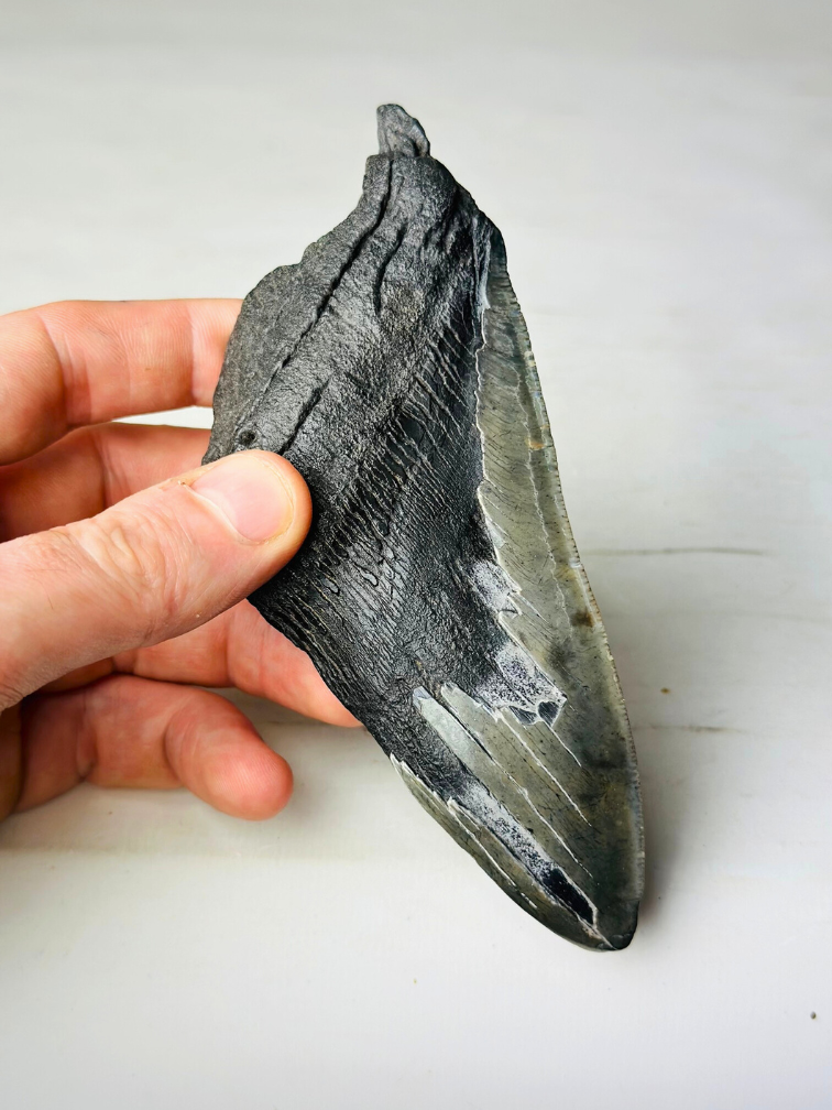 Megalodon-Zahn "Tooth of Might" (US) - 14,3 cm