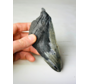 Dent de Megalodon "Tooth of Might" (US) - 14.3 cm