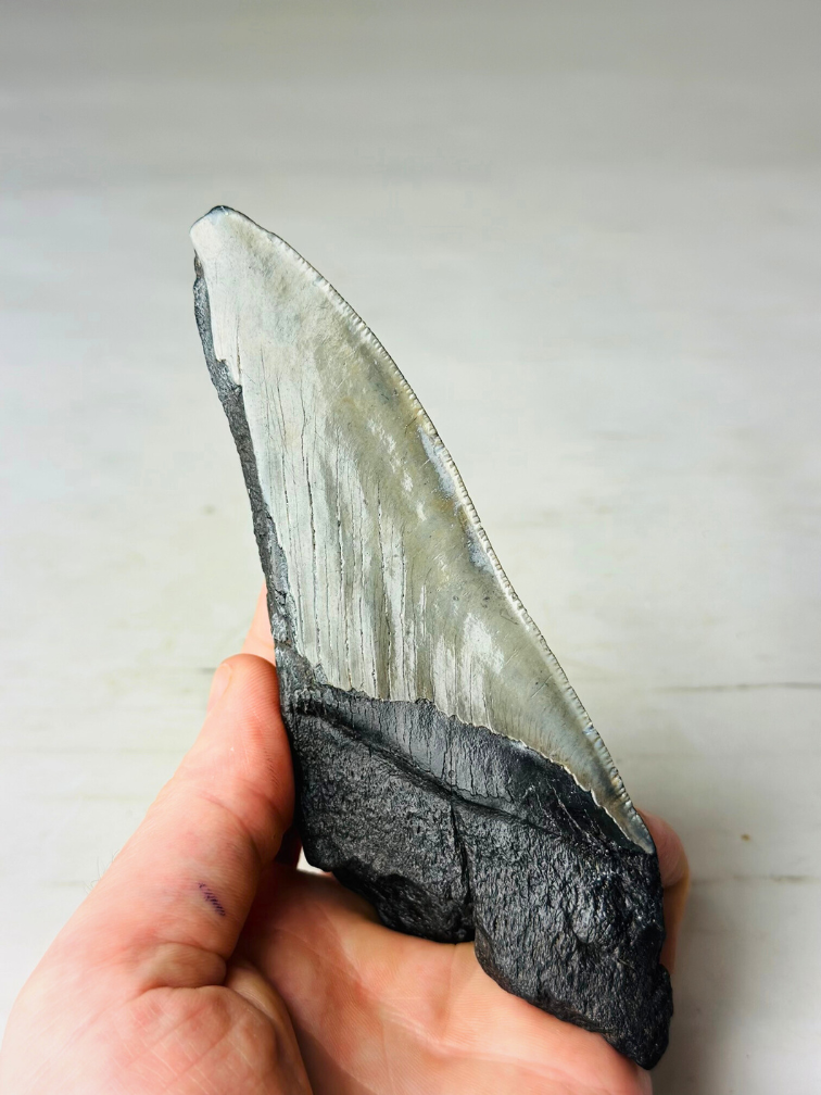 Dent de Megalodon "Tooth of Might" (US) - 14.3 cm