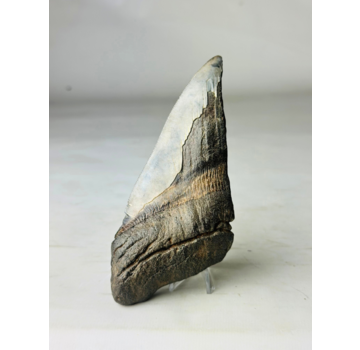 Megalodon tooth "Fang of Dragons" (US) - 14.3 cm