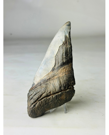 Megalodon tooth "Fang of Dragons" (US) - 14.3 cm