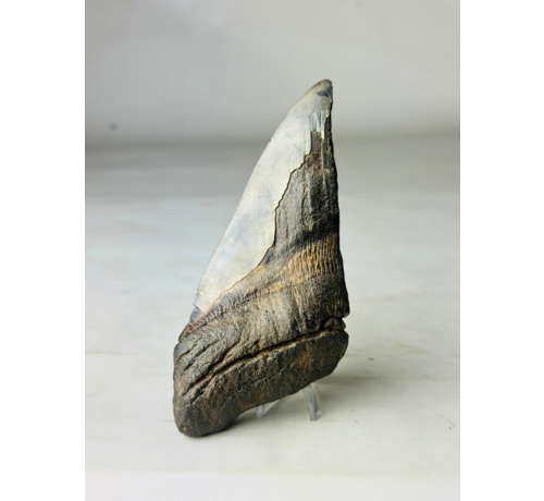 Megalodon tooth "Fang of Dragons" (US) - 14.3 cm