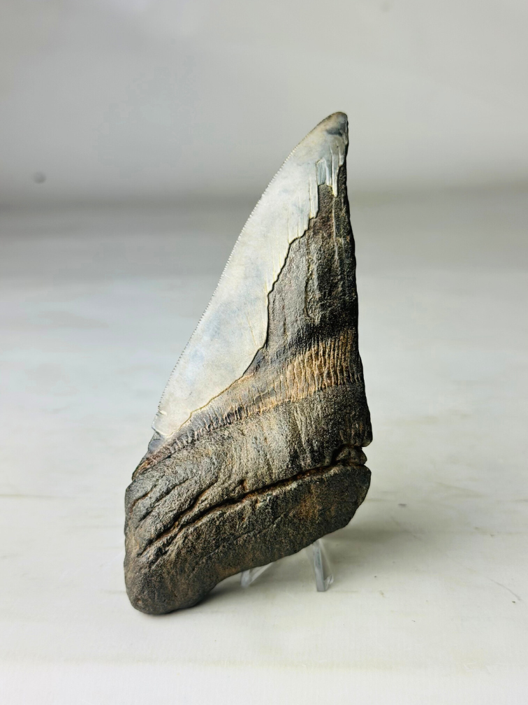 Dente di Megalodon "Fang of Dragons" (USA) - 14,3 cm