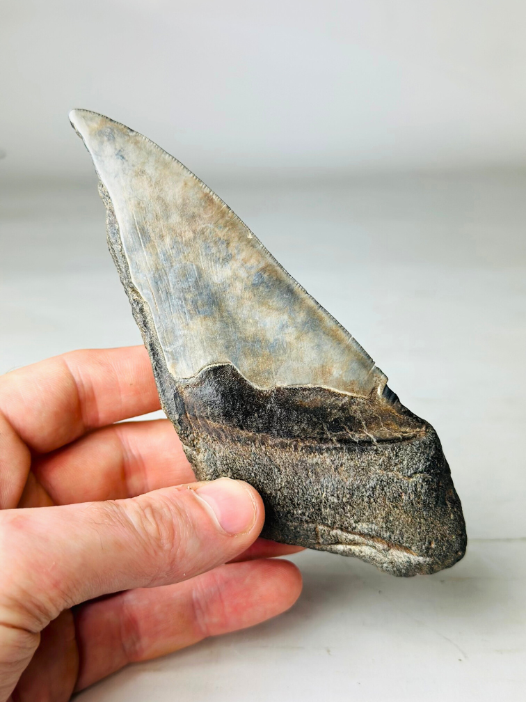 Dent de Megalodon "Fang of Dragons" (US) - 14.3 cm