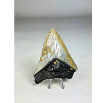 Dente di Megalodon "Crest of Bravery" (USA) - 9,3 cm