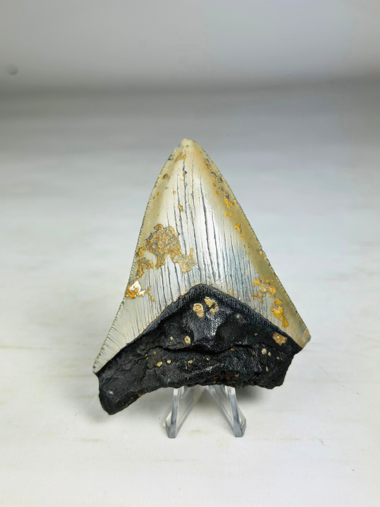 Megalodon-Zahn "Crest of Bravery" (US) - 9,3 cm