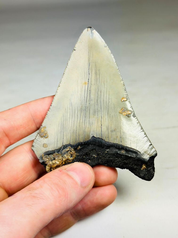 Megalodon Tooth "Crest of Bravery" (US) - 9,3 cm