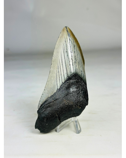 Diente de Megalodon "Blade of Destiny" (US) - 11 cm