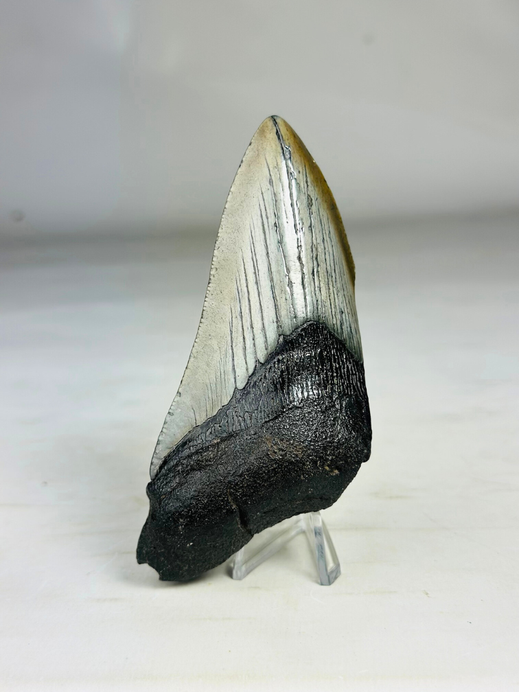 Megalodon-Zahn "Blade of Destiny" (US) - 11 cm