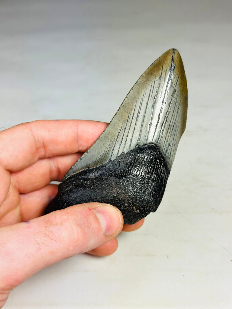 Diente de Megalodon "Blade of Destiny" (US) - 11 cm