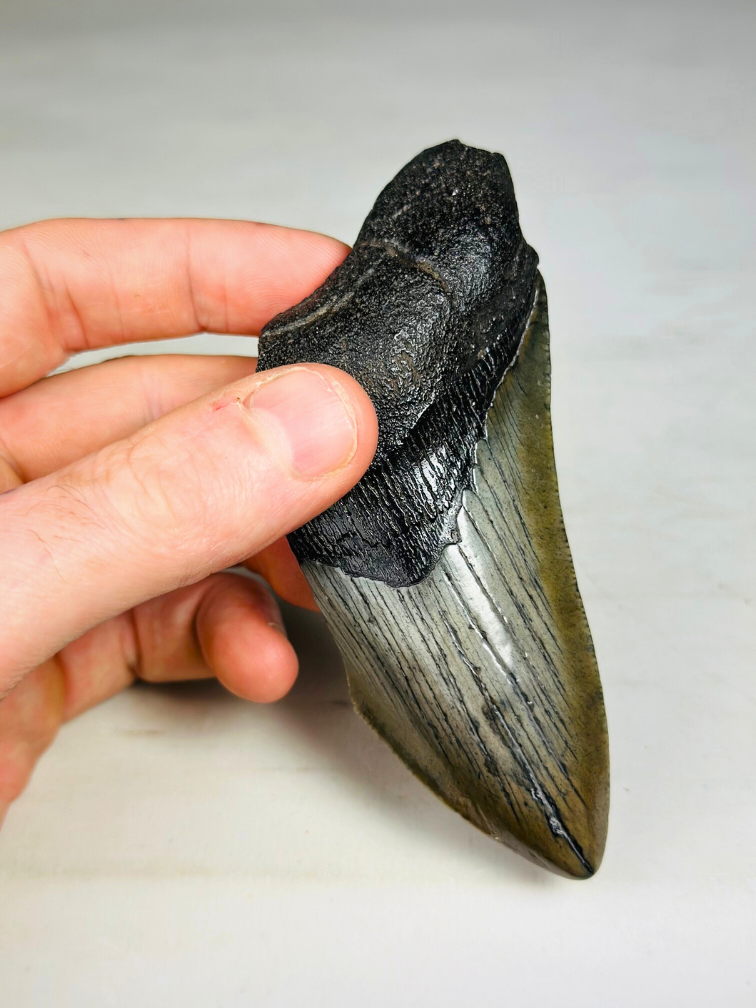 Dente di Megalodon "Blade of Destiny" (USA) - 11 cm