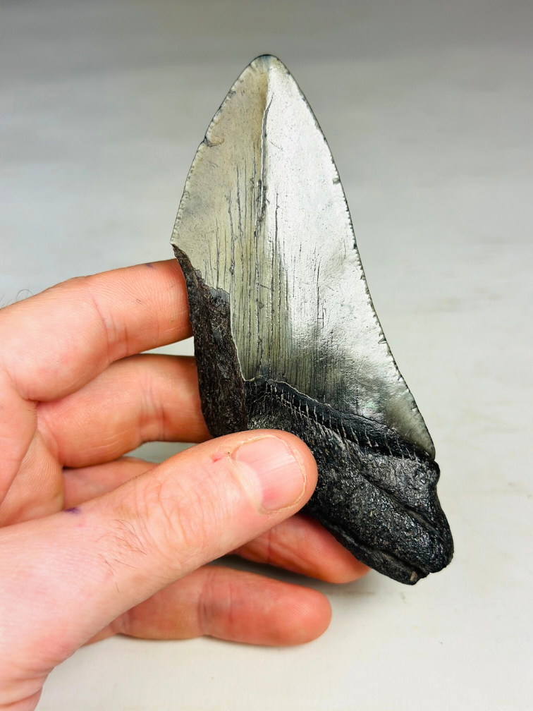 Dente di Megalodon "Blade of Destiny" (USA) - 11 cm