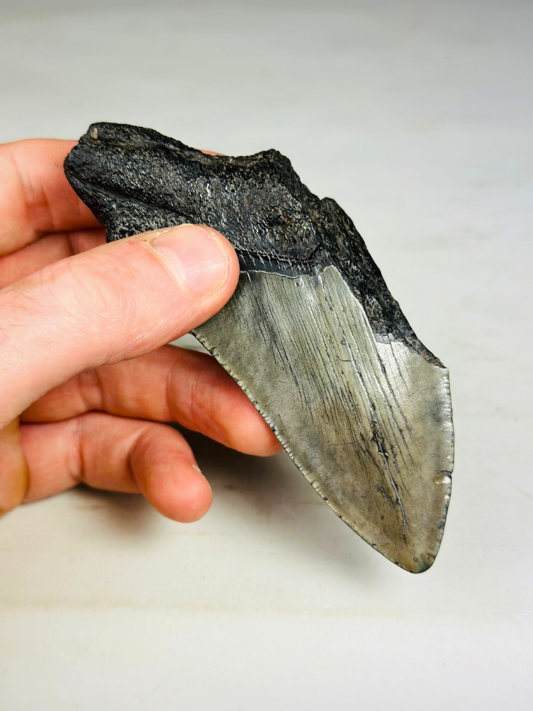 Dent de Megalodon "Blade of Destiny" (US) - 11 cm