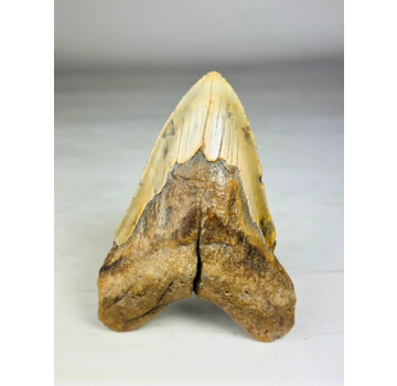 Dente di Megalodon Split Personality" (USA) - 13,7 cm