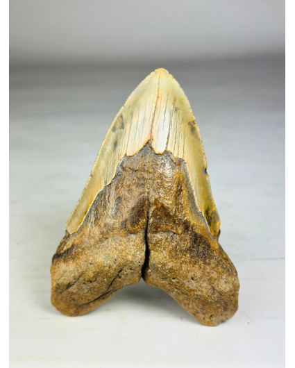 Diente de Megalodon "Split Personality" (US) - 13,7 cm