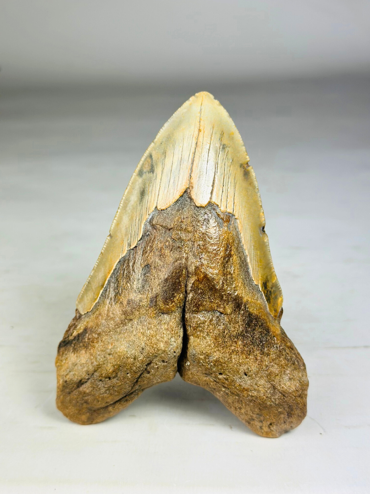 Dent de Megalodon "Split Personality" (US) - 13,7 cm