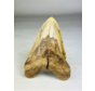 Megalodon tand "Split Personality" (VS) - 13,7 cm