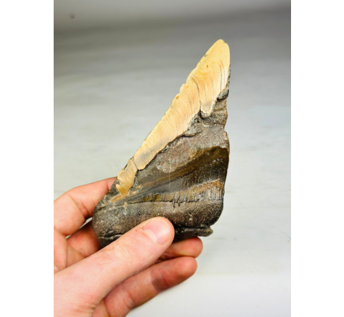 Megalodon tooth "Pain Inflicted" (US) - 14,1 cm