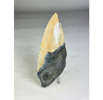 Dente di Megalodon "Secret Sand" (USA) - 14,6 cm