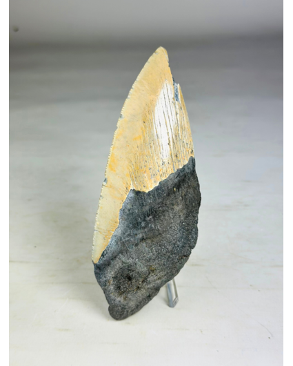 Dente di Megalodon "Secret Sand" (USA) - 14,6 cm