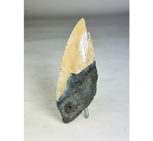 Diente de Megalodon "Secret Sand" (US) - 14,6 cm