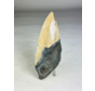 Dente di Megalodon "Secret Sand" (USA) - 14,6 cm