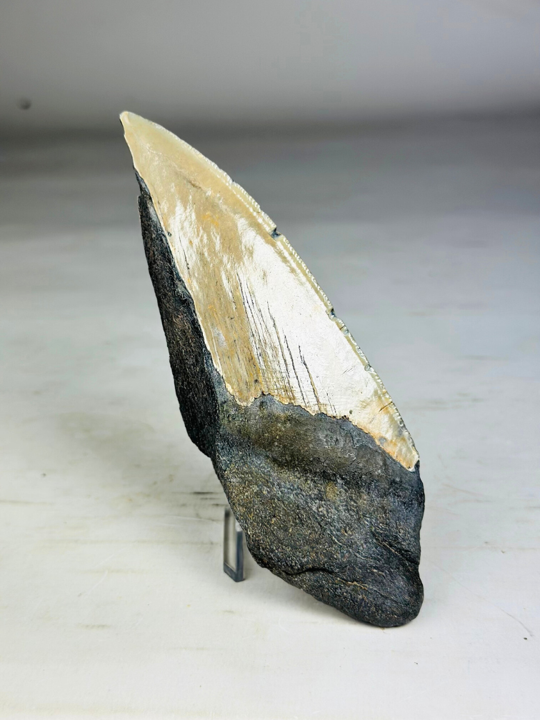 Dent de Megalodon "Secret Sand" (US) - 14,6 cm