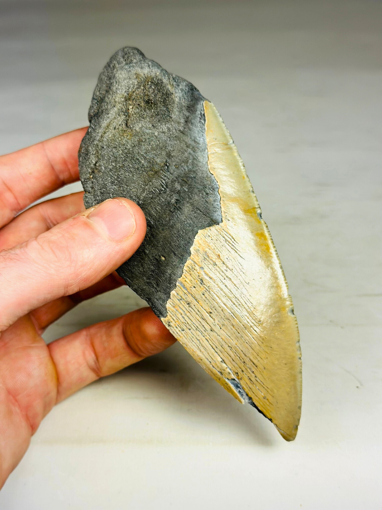 Dent de Megalodon "Secret Sand" (US) - 14,6 cm