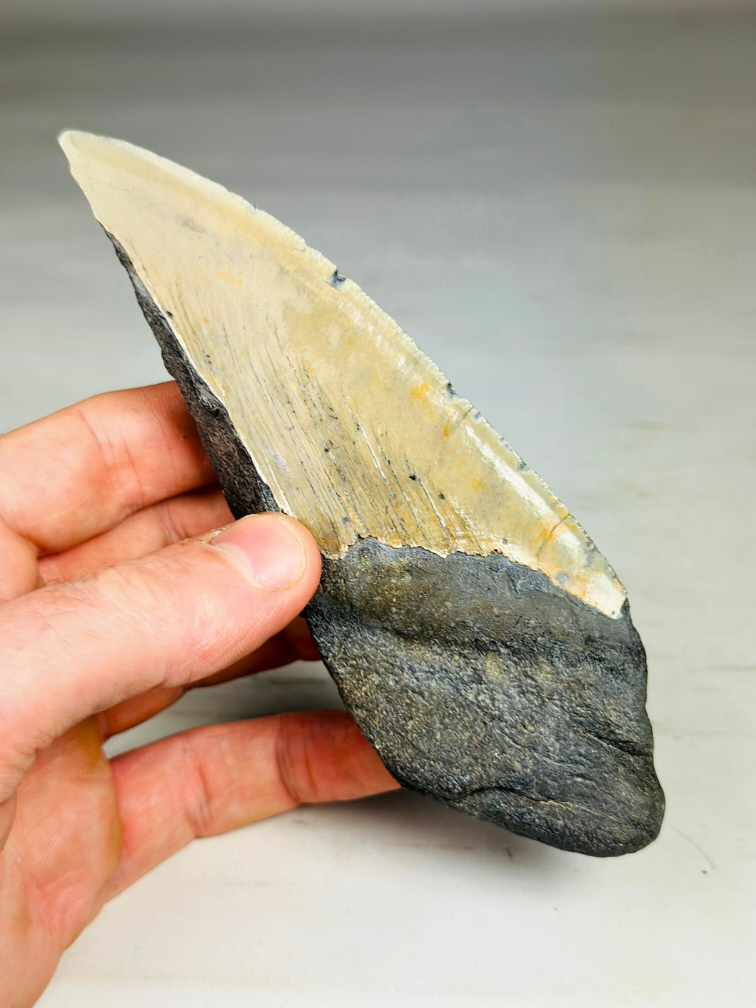 Dent de Megalodon "Secret Sand" (US) - 14,6 cm