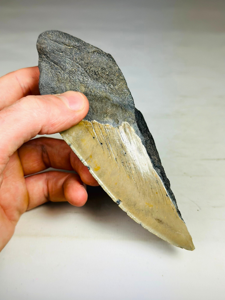 Dent de Megalodon "Secret Sand" (US) - 14,6 cm