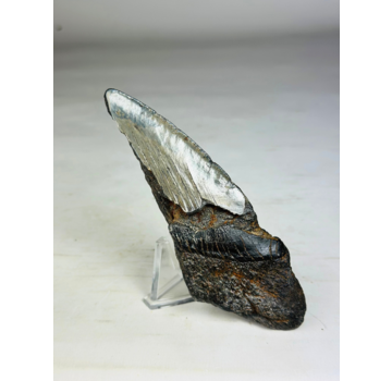 Dente di Megalodon "Demon's Defiance" (USA) - 14,3 cm