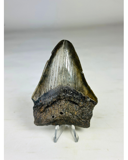 Dente di Megalodon "Overpowered Darkness" (USA) - 9,3 cm