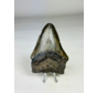 Dente di Megalodon "Overpowered Darkness" (USA) - 9,3 cm