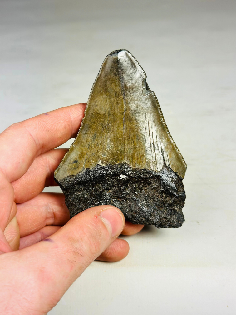 Megalodon Tooth "Overpowered Darkness" (US) - 9,3 cm