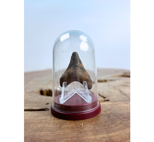 Dent de Requin "Lakota" | 3 cm