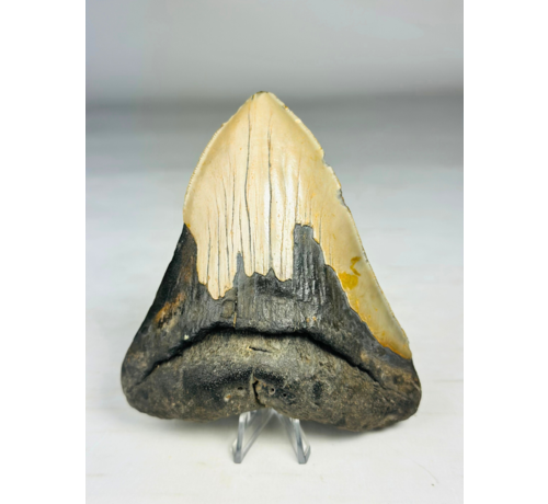 Megalodon tooth ''Ancient Artifact'' (US) - 11.6 cm