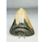 Megalodon-Zahn ''Ancient Artifact'' (US) - 11,6 cm