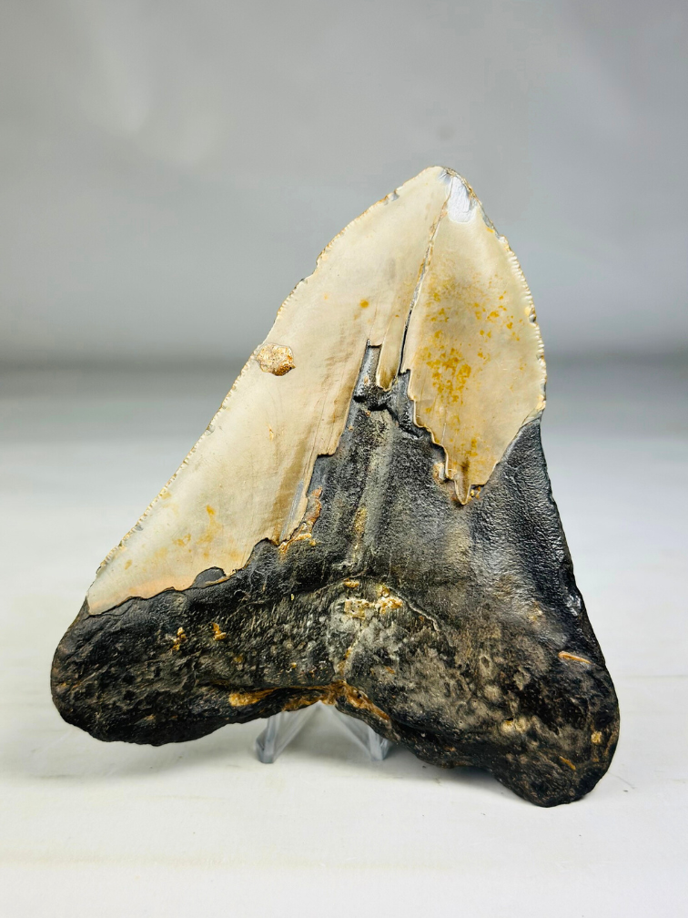 Diente de Megalodon ''Ancient Artifact'' (US) - 11.6 cm