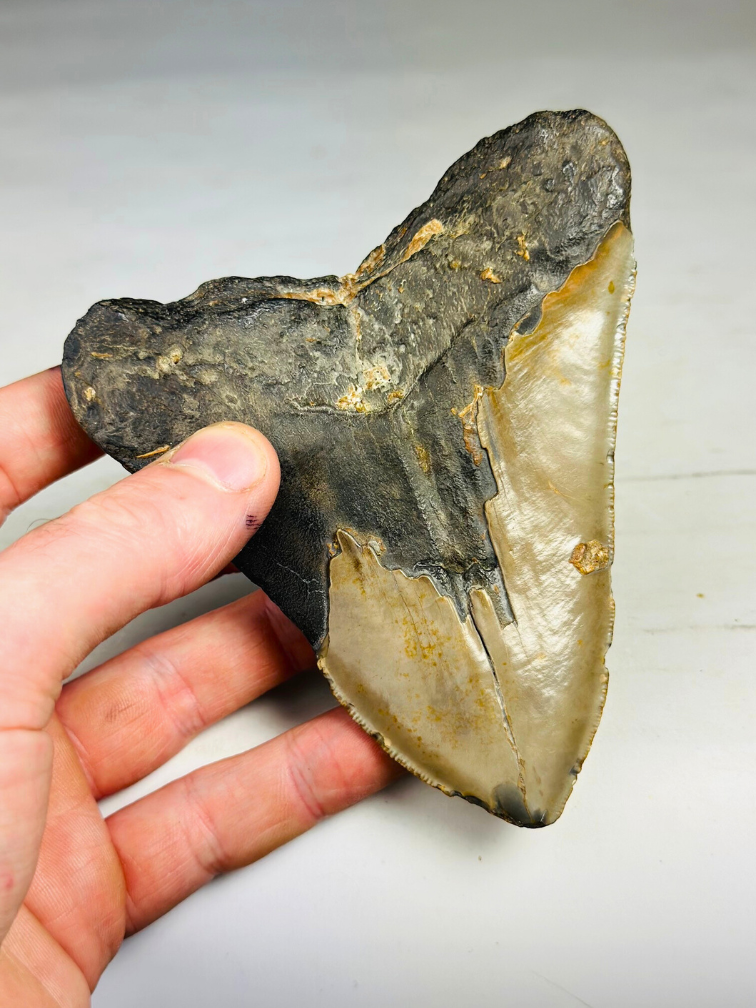 Megalodon-Zahn ''Ancient Artifact'' (US) - 11,6 cm