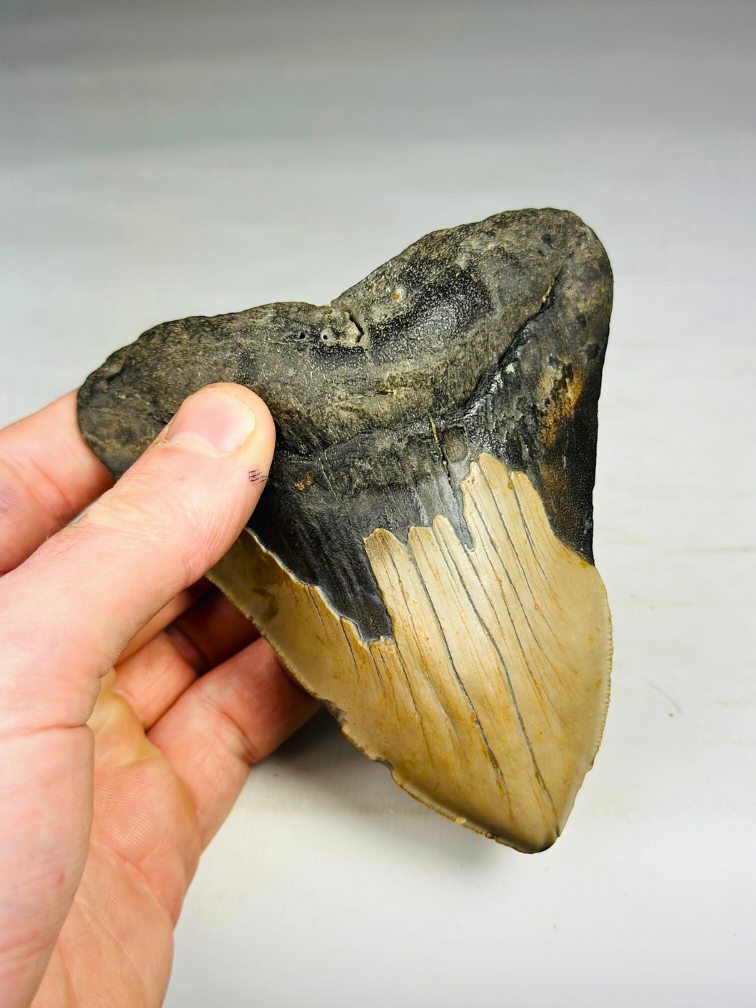 Megalodon tooth ''Ancient Artifact'' (US) - 11.6 cm