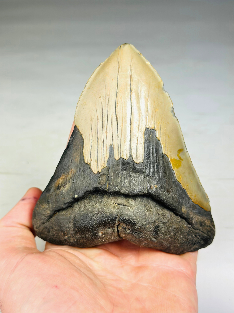 Megalodon tooth ''Ancient Artifact'' (US) - 11.6 cm