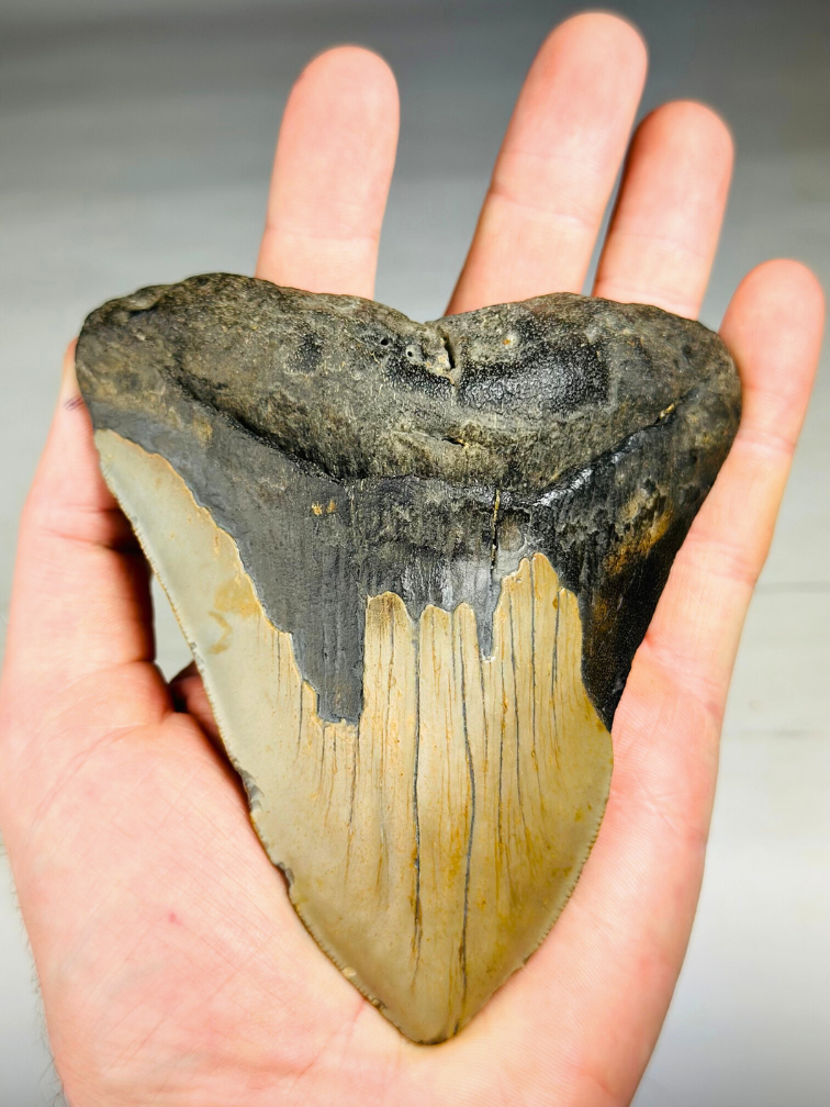 Dente di megalodonte ''Ancient Artifact'' (USA) - 11,6 cm