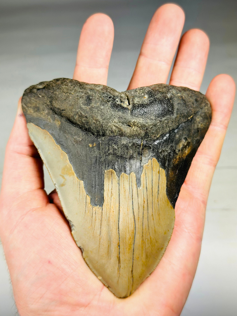 Megalodon-Zahn ''Ancient Artifact'' (US) - 11,6 cm