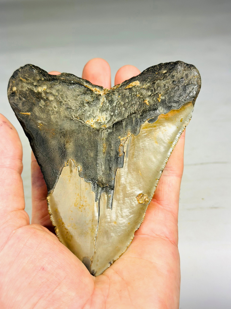 Megalodon tand ''Ancient Artifact'' (VS) - 11,6 cm