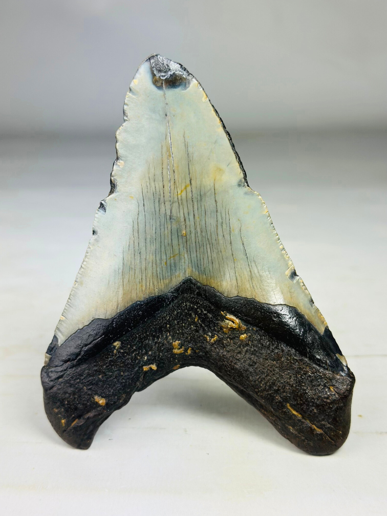 Megalodon tooth 'Paladin's Grace' (US) - 12,4 cm