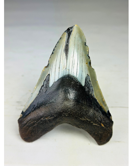 Megalodon-Zahn 'Paladin's Grace' (US) - 12,4 cm