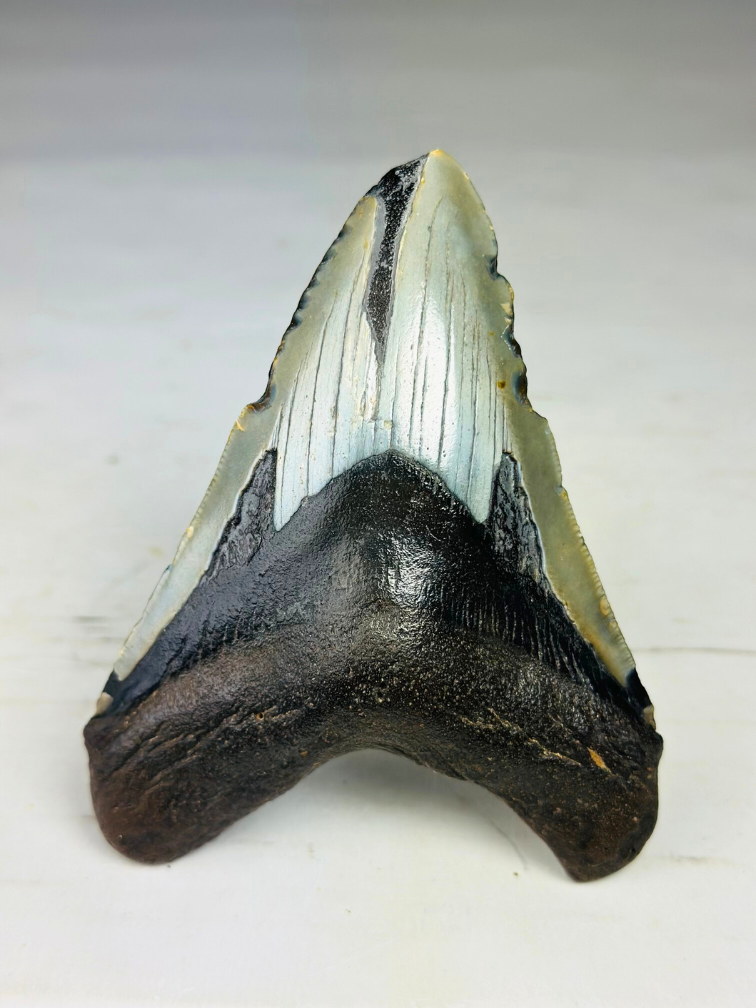 Megalodon tooth 'Paladin's Grace' (US) - 12,4 cm