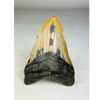 Megalodon tooth "The Resilient" (US) - 12.6 cm