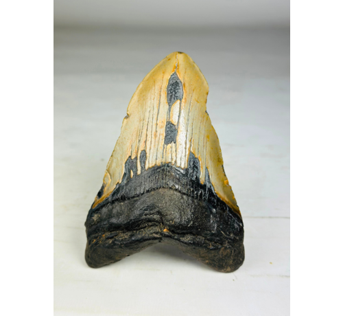 Dente di Megalodon "The Resilient" (USA) - 12,6 cm